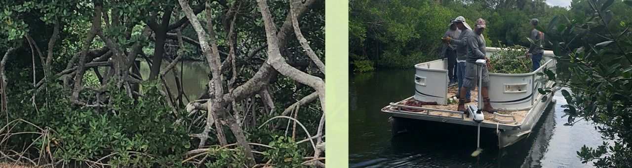 Professional Mangrove Pruning